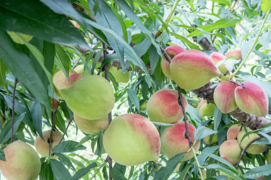 亲农好物｜翁源鹰嘴桃，，好吃“桃”不掉！